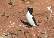 Toldalk - Razorbill  (Alca torda)